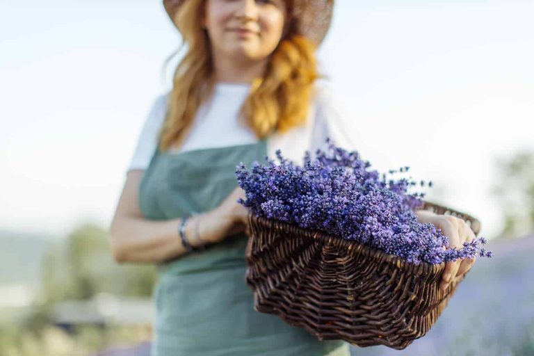 Lavender Festival